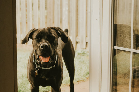 A dog panting heavily to cool down