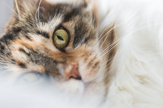 Close-up of a cat's face and mouth