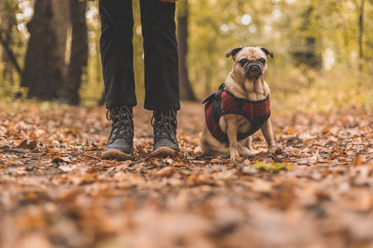 A dog walking outdoors on a leash with its owner