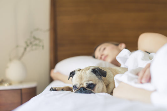 A calm dog resting comfortably at home