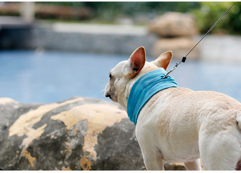 Dog wearing a cooling bandana relaxing beside a pool