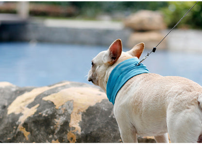 Dog wearing a cooling bandana relaxing beside a pool