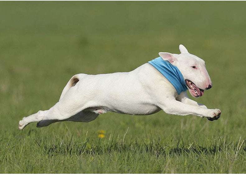 Dog running and playing outdoors while wearing a cooling bandana