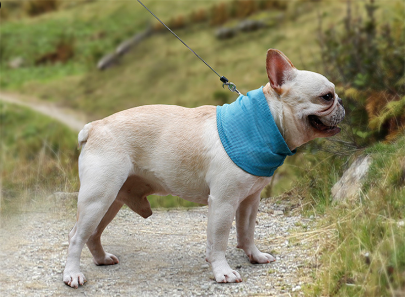 Dog on a hiking trail wearing a blue cooling bandana