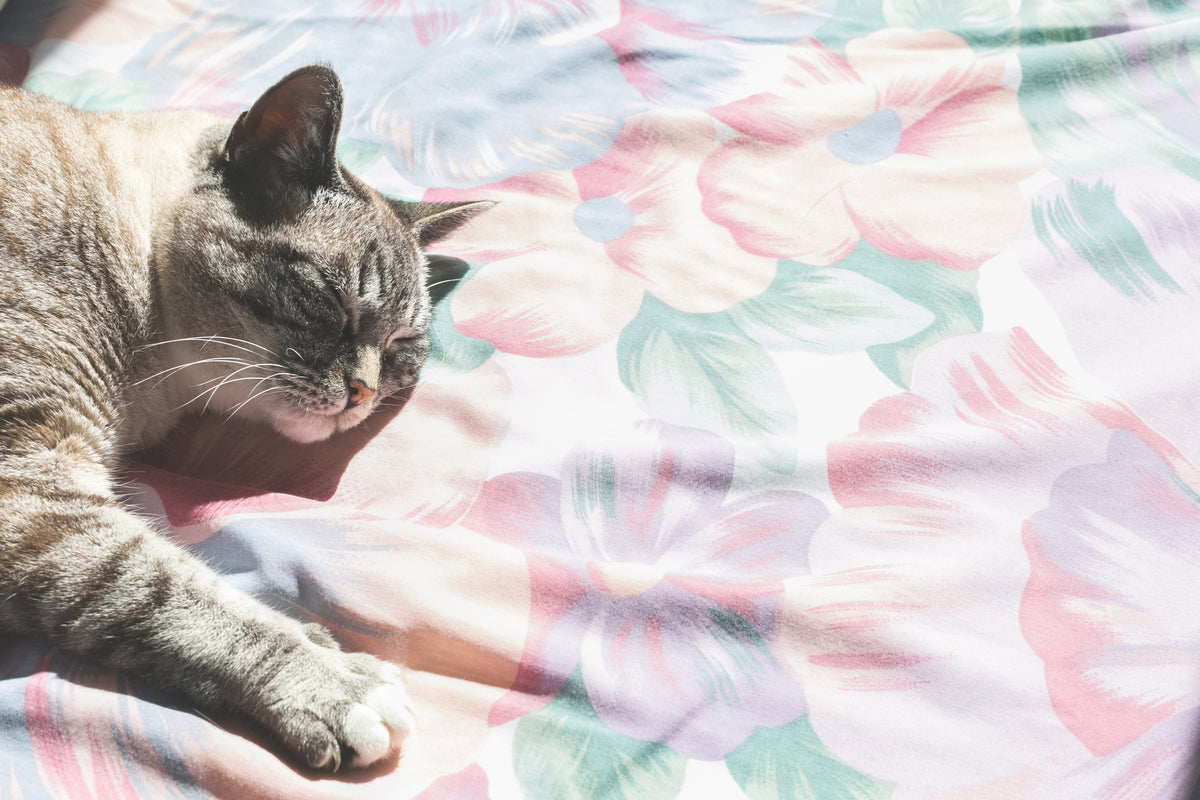 Cat basking happily in sunlight