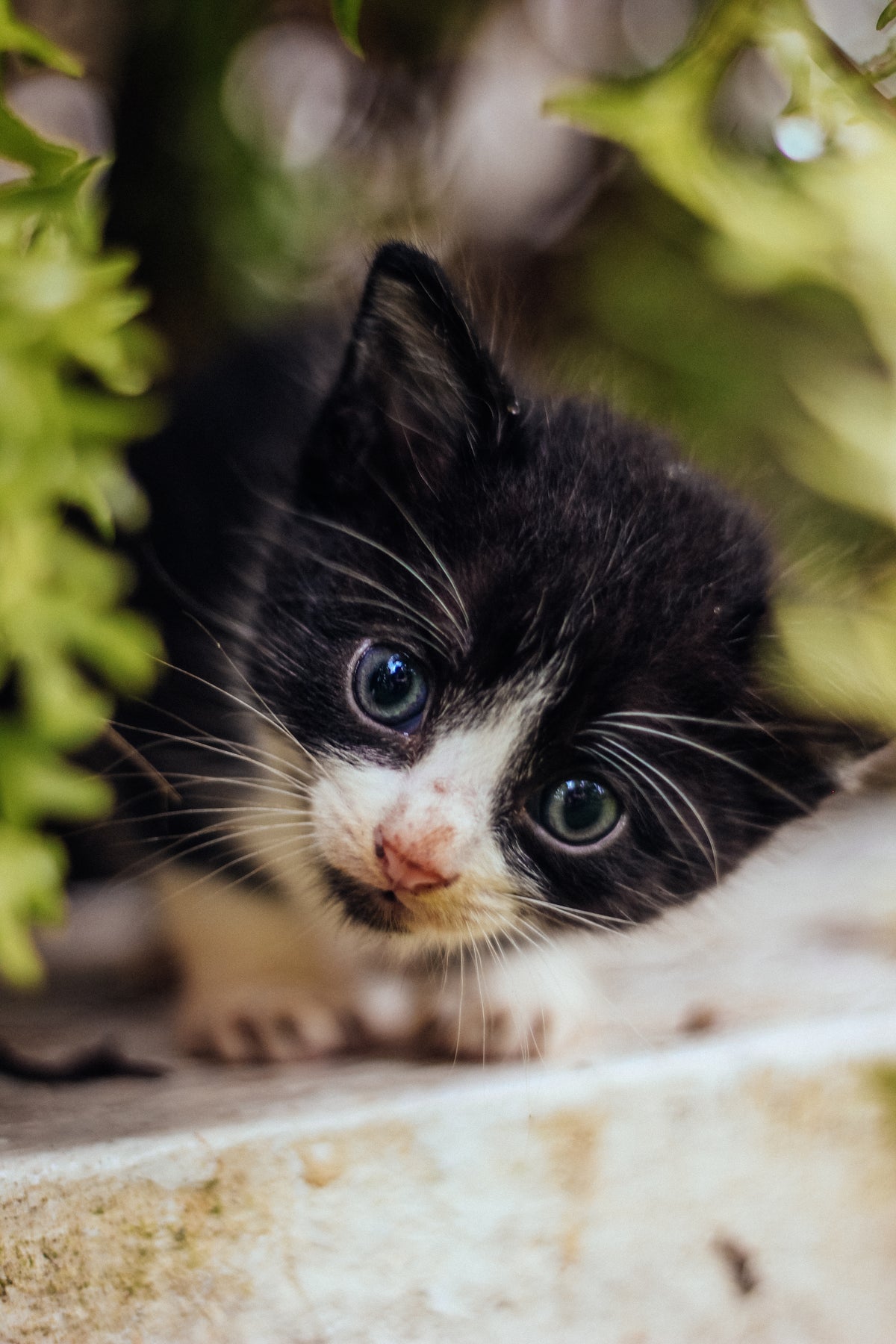 Curious cat with striking blue eyes looking at the camera