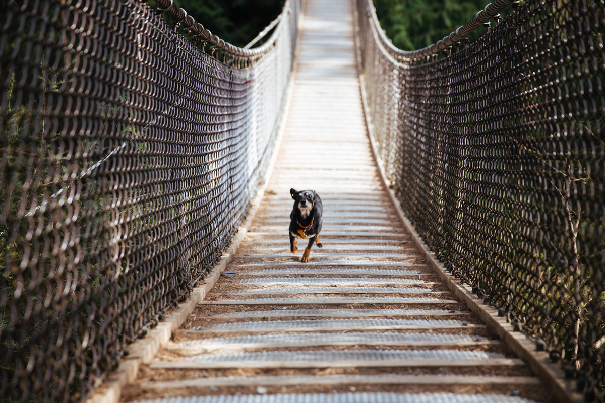 Happy dog running across a wooden bridge