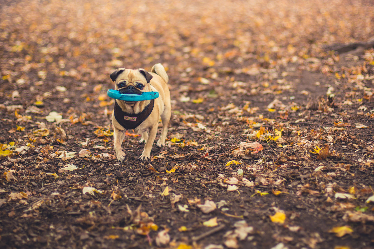 Happy dog fetching a disc in a park