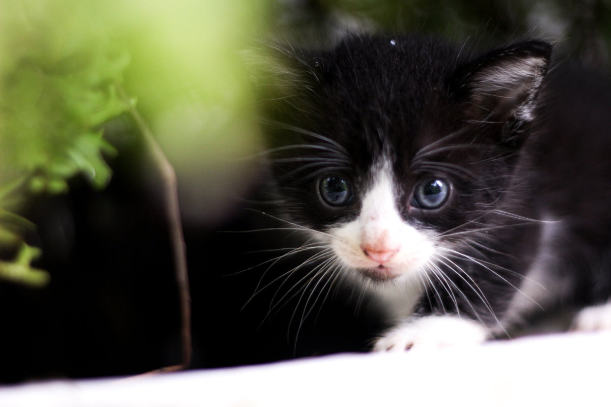 Playful kitten peeking through greenery