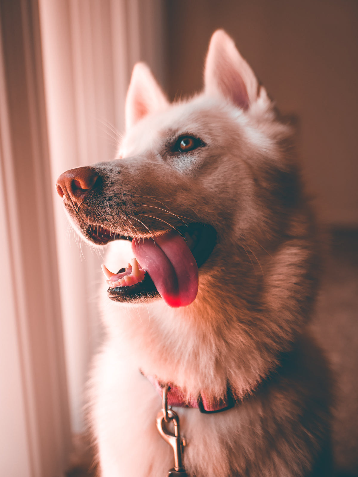Happy white dog with tongue out looking out a window