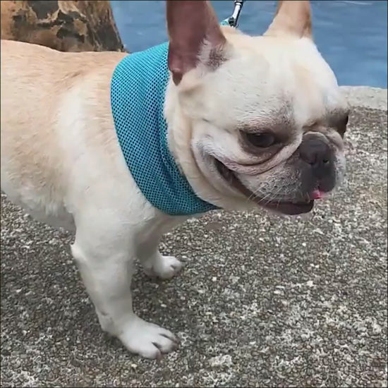 New Instant Cooling Pet Bandana Dog Scarf Summer C