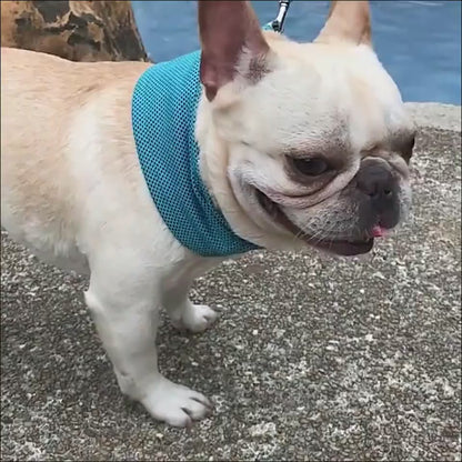 New Instant Cooling Pet Bandana Dog Scarf Summer C